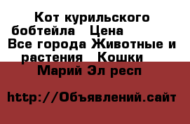 Кот курильского бобтейла › Цена ­ 5 000 - Все города Животные и растения » Кошки   . Марий Эл респ.